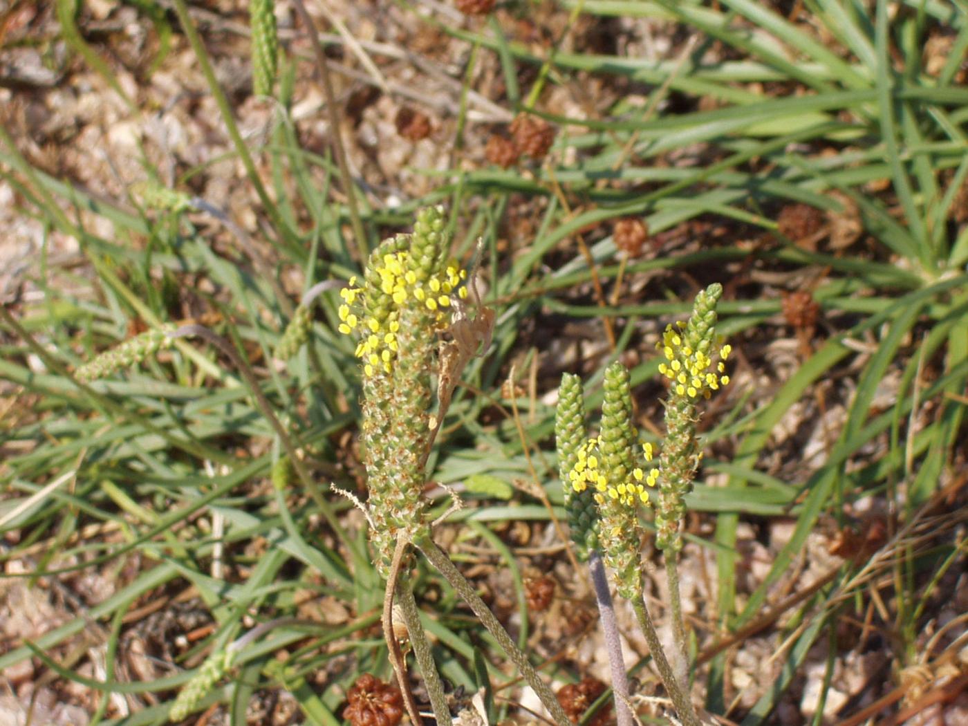 Plantain, Sea flower